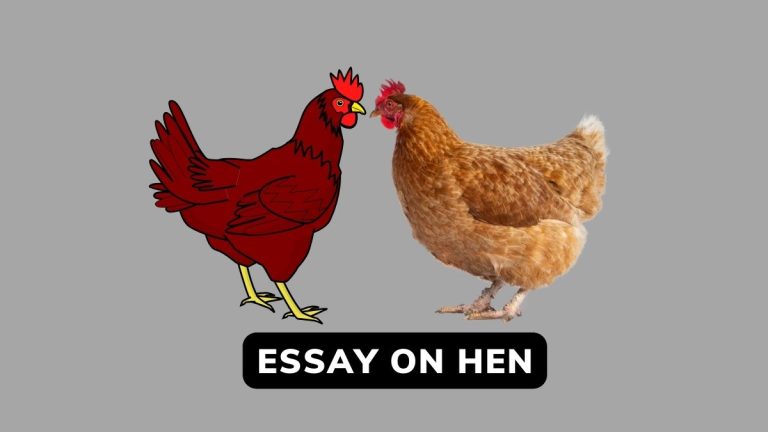 Essay On Hen In English For Class 1-5
