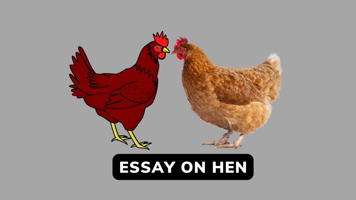 Essay On Hen