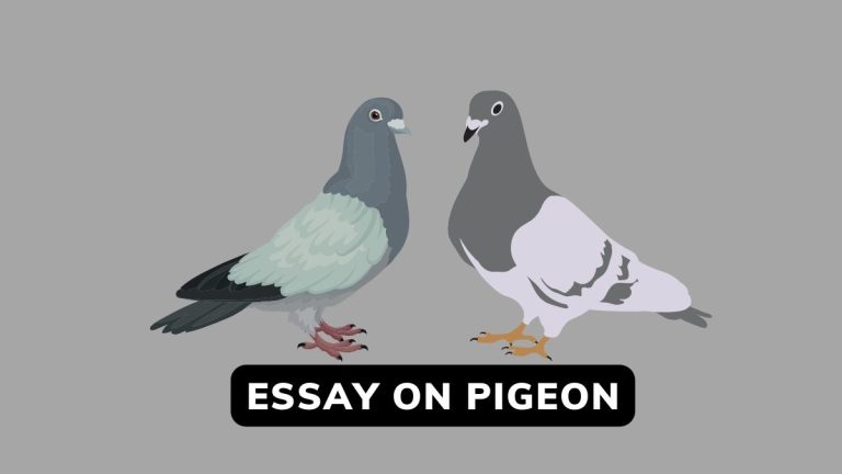Essay On Pigeon In English and For Class 6