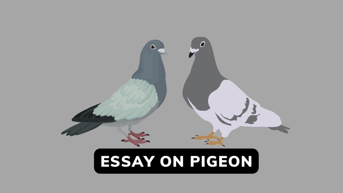 Essay On Pigeon