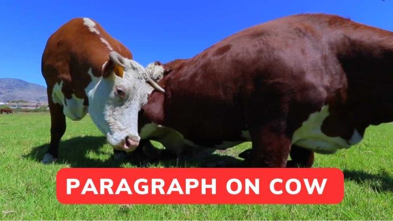 Paragraph On Cow in English For Class 1-10