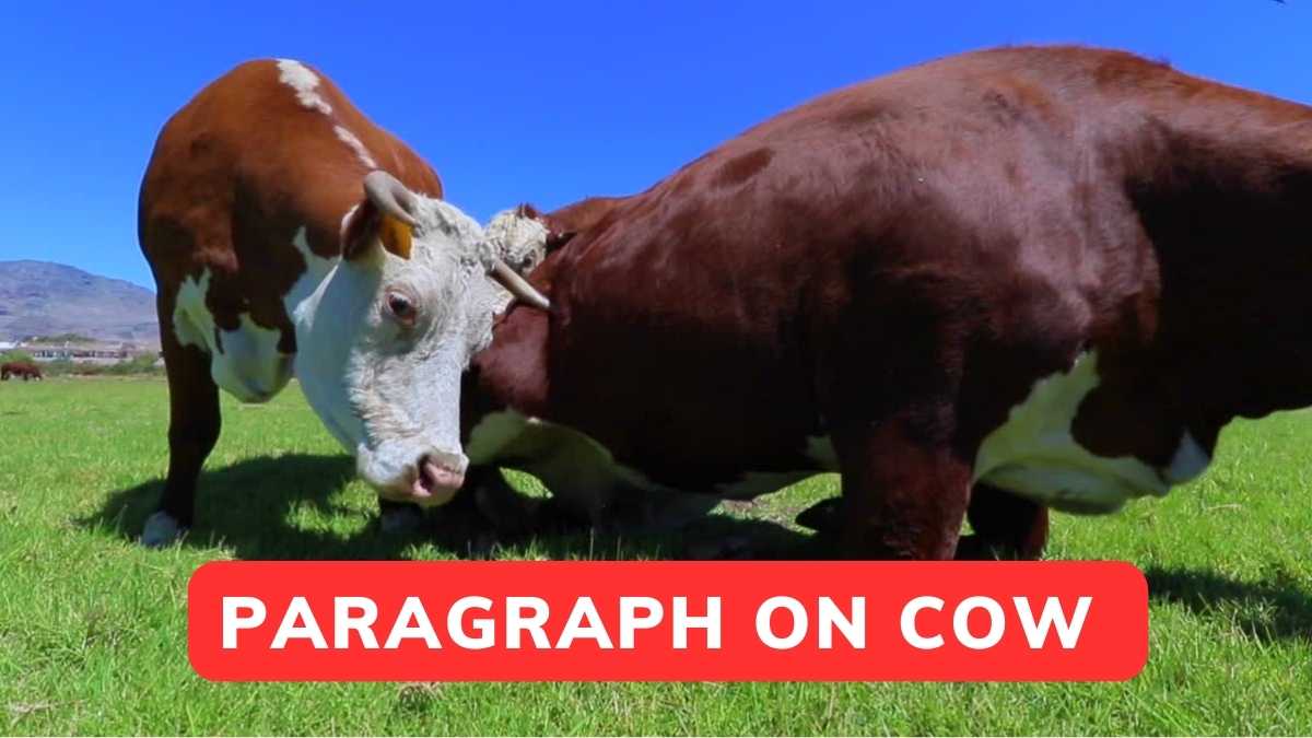 Paragraph On Cow